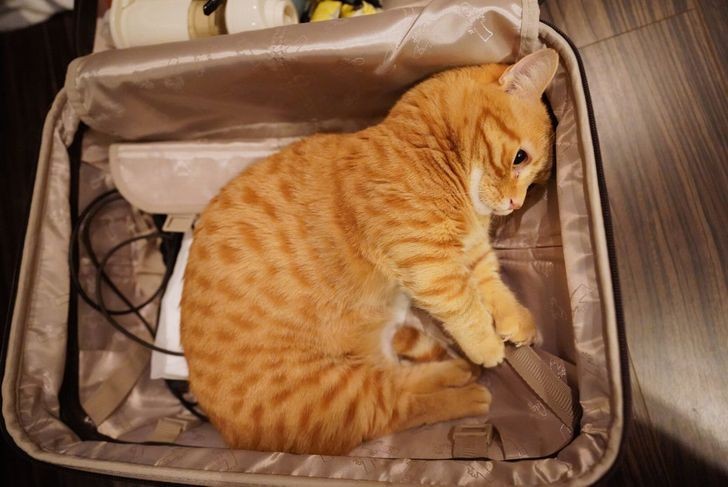 "Please, take me with you!"