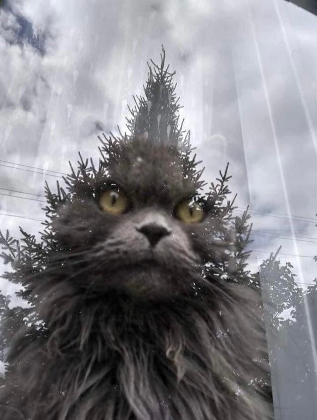 Die Reflexion des hohen Baumes am Fenster verhindert, dass man den Rest des Katzenkopfes sieht: Das Ergebnis ist der Grinch in Fleisch und Blut.