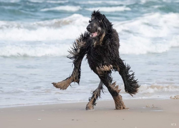 Wenn Sie Ihren Hund mit an den Strand nehmen, um ihn zu unterhalten, er aber in völlig unverständlichen Formen zu Ihnen zurückkommt....