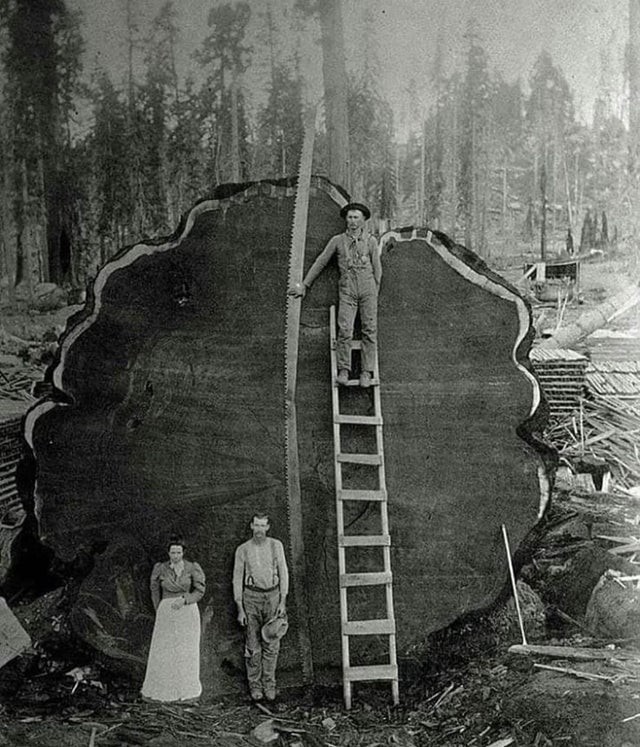 1892. Une famille de bûcherons photographiée près de la section d'un énorme séquoia coupé, vraisemblablement âgé de plus de 1 000 ans.