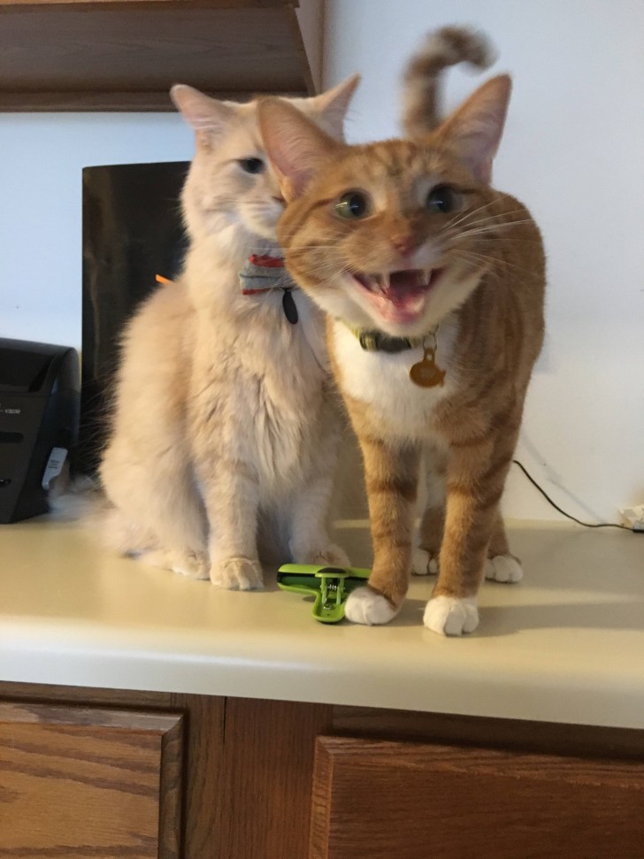 11. When you want to take a picture of one of your two cats, but the other is so jealous that he won't let you.