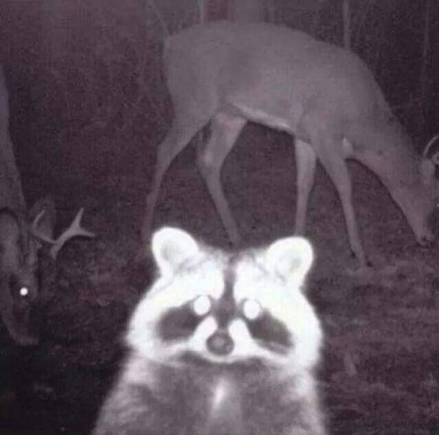 2. A raccoon has stolen this scene by placing itself in the foreground in front of a night camera: and it's immediately a photobomb!