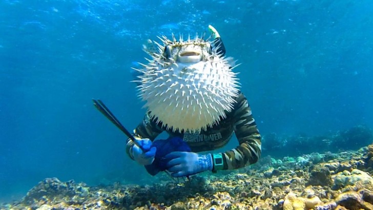 5. Este pez globo no podría haber elegido una mejor posición: ahora también el buceador tiene la cara que es un globo.