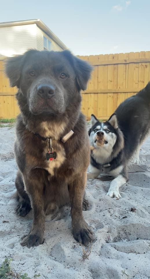 6. Etwas sagt uns, dass der Husky nicht allzu froh darüber war, dass sein Besitzer ausschließlich ein Foto vom anderen Hund machen wollte.