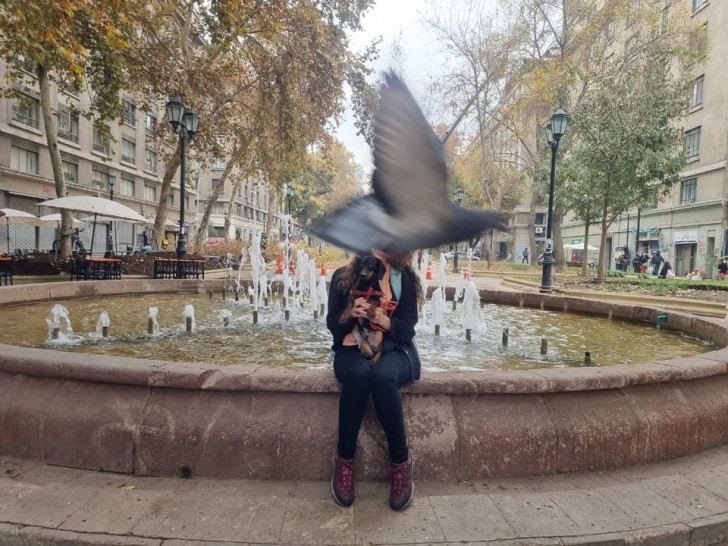 7. What were the chances that that pigeon would pass at the moment of the "click" of the camera?