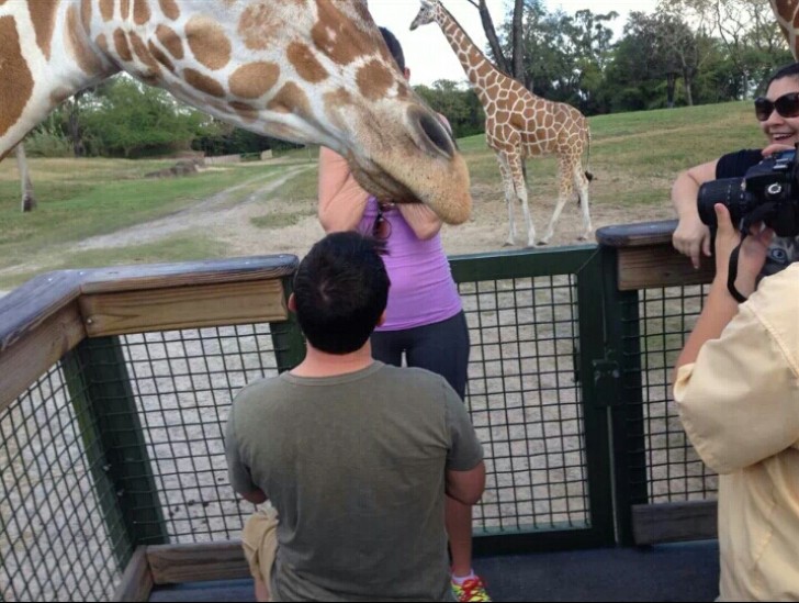 9. Een onvergetelijk huwelijksaanzoek: hoe vaak gebeurt het dat je een giraf als getuige hebt?