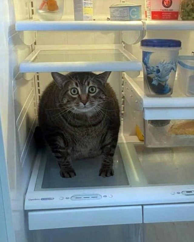10. Zelfs de kat is op zoek naar een koele ruimte.