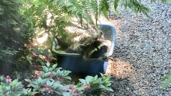 15. Een zwembad voor de kleine wasbeer: ook hij heeft verkoeling nodig.