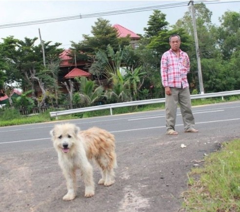 Dog Thailand