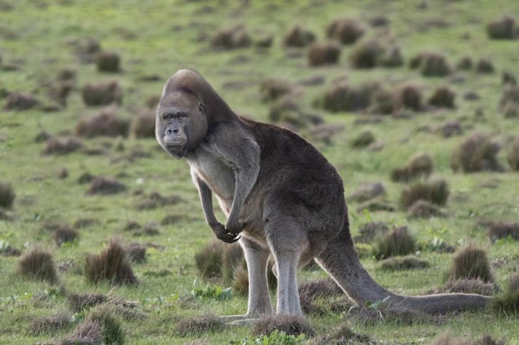 13. Een kruising tussen een gorilla en een kangoeroe.