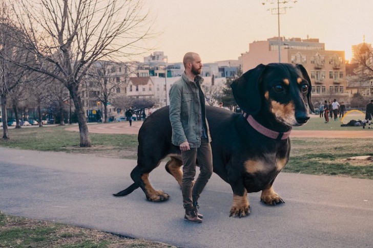 15. Le propriétaire s'est demandé comment serait son chien si sa taille sortait de l'ordinaire.