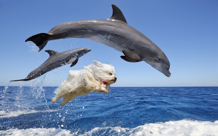 9. Der Hund ist auch ein geschickter Schwimmer: Er hat die gleiche Anmut wie die Delfine.