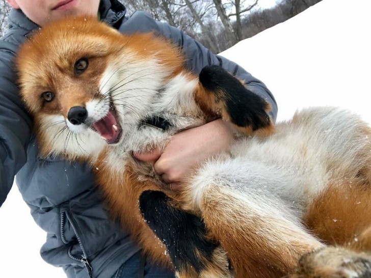 woody_the_fox/Instagram