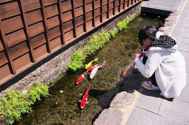 4. Canali così puliti da ospitare i pesci: una scena tipicamente "made in Japan"