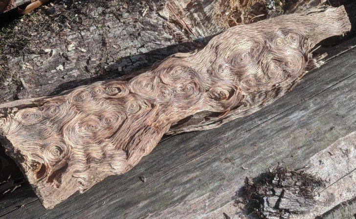 10. Stava spaccando la legna, ed ha trovato questo pezzo di tronco particolarissimo.