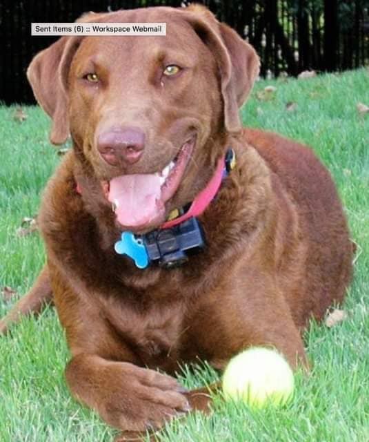 Er trägt älteren, kranken Hund auf einer Liege zum letzten Spaziergang