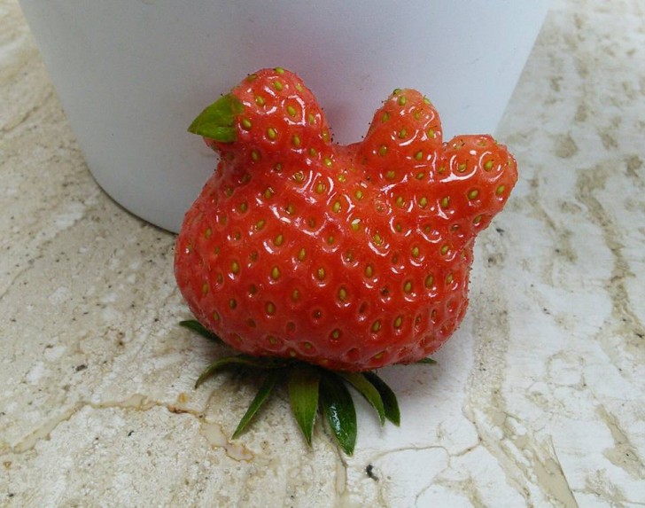 1. Cette fraise ressemble exactement à un canard.