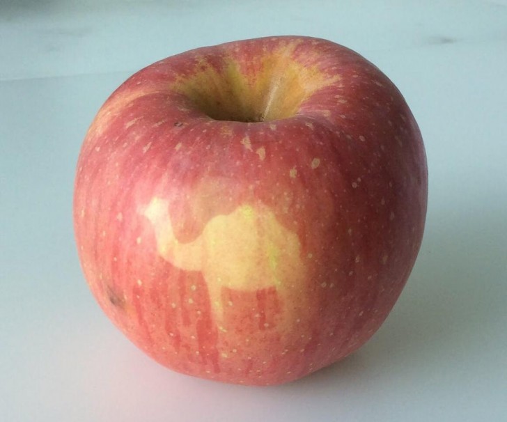 10. In questa mela si nasconde la figura di un cammello.