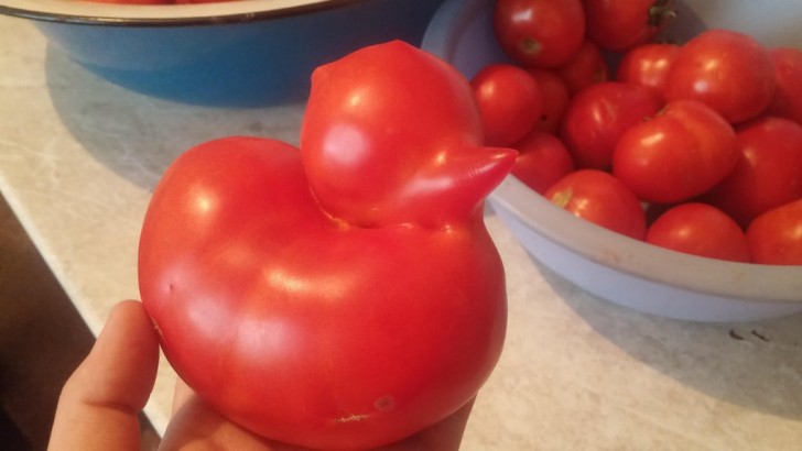 3. Cette tomate ressemble également à un canard : la forme est identique.