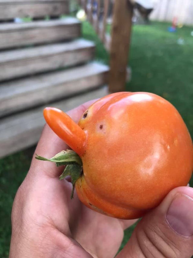 5. Een tomaat met een grote neus.