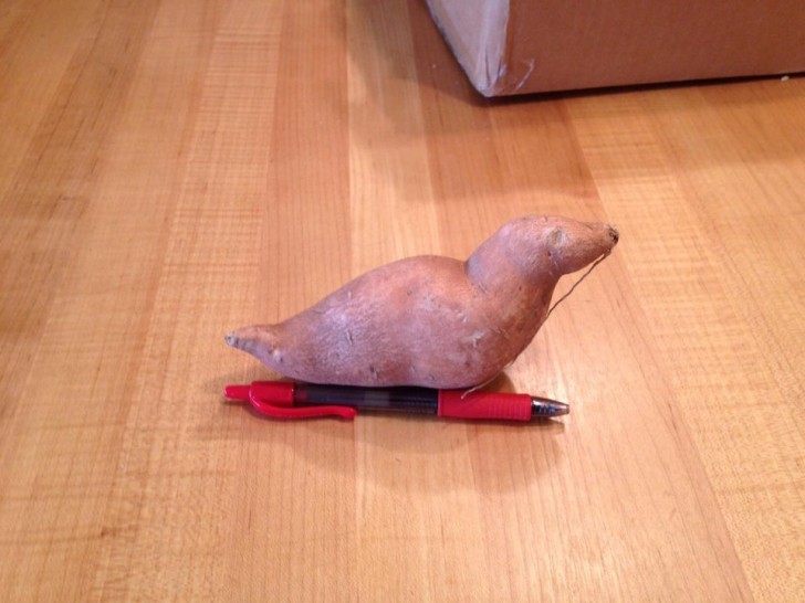 7. Non è un tubero: questa è una foca, non c'è alcun dubbio.