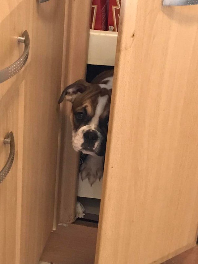 I couldn't find my dog anymore, until I heard a noise ...