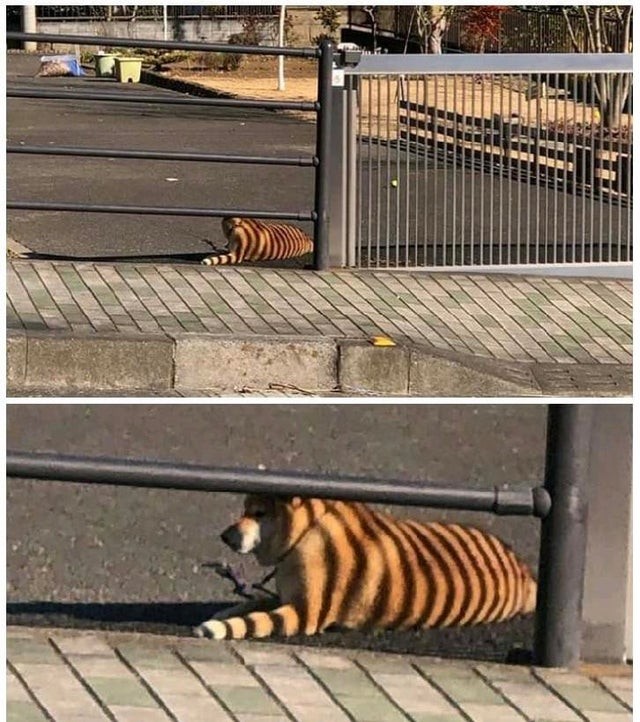 Oh mein Gott, das ist doch ein Bengal-Tiger!