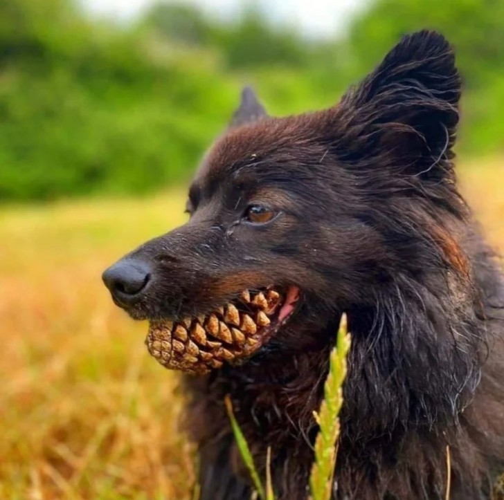 Look at that fearsome set of teeth! Run away!