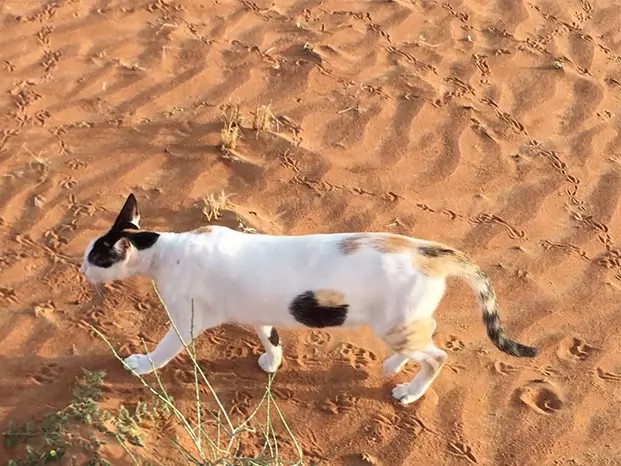 Un gatto del pelo molto particolare...