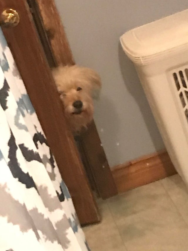 He always stares at me like this when I go to the bathroom ...