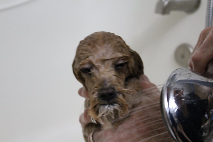 6. Deze kleine hond HAAT het om in bad te gaan...