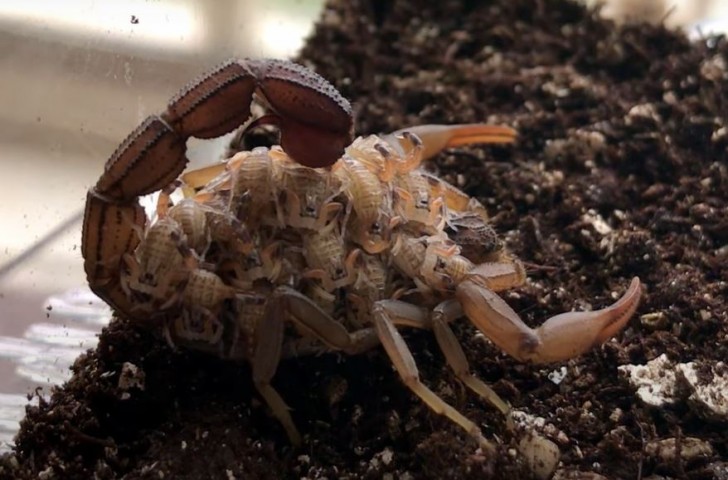 Butterfly Babe/Youtube