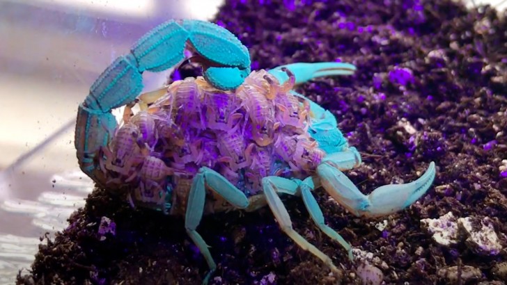 Butterfly Babe/Youtube