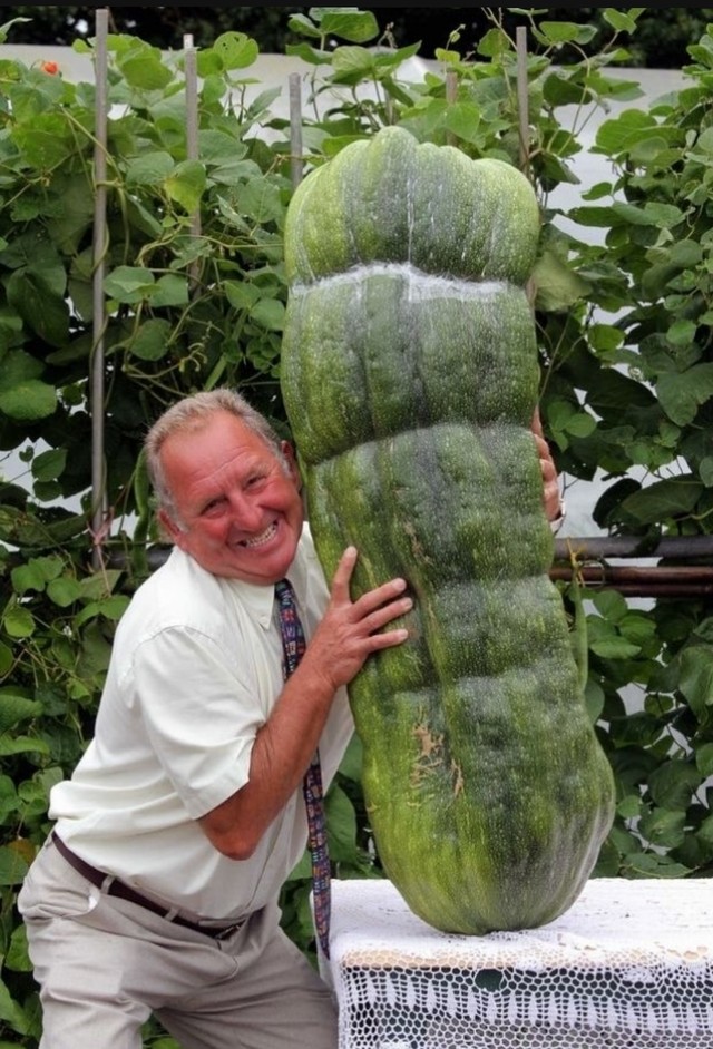 5. Een extra grote komkommer die voor zijn formaat een onderscheiding heeft gekregen.