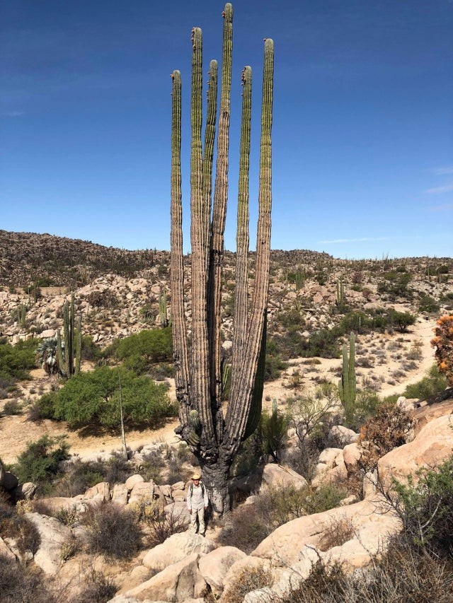 7. Un cactus enorme: ancor più sorprendente tenendo conto che i cactus hanno un tasso di crescita molto lento. 