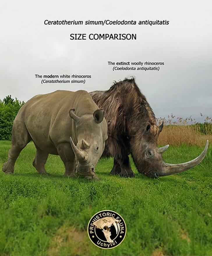 10. Comparé à l'ancien rhinocéros laineux, le rhinocéros blanc d'aujourd'hui est à la fois similaire et différent.