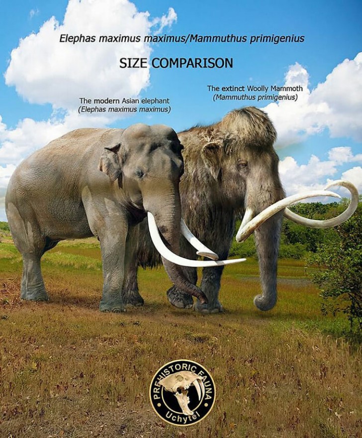 13. Mammouth et éléphant d'Asie : semblables mais différents !