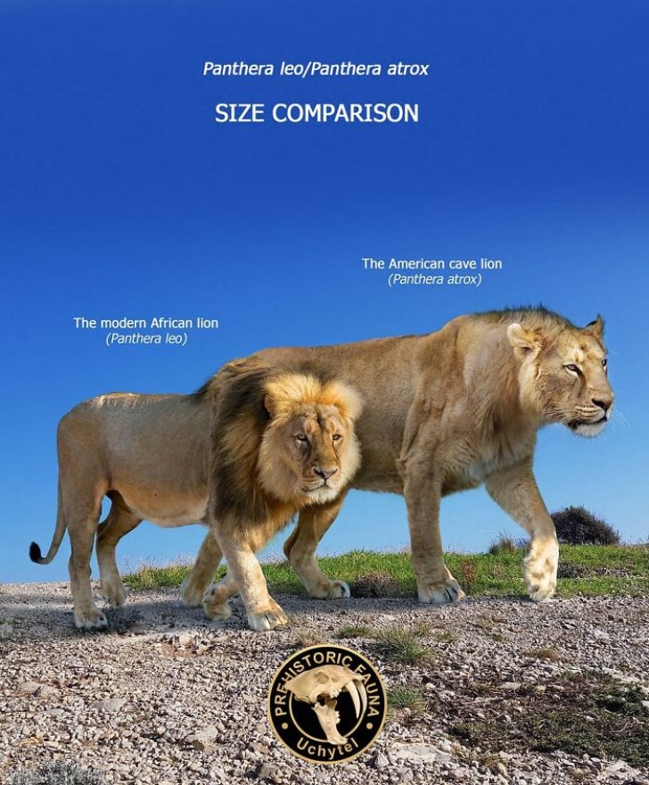 2. Der afrikanische Löwe und sein 