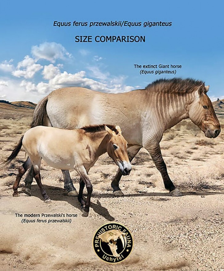4. Het Przewalskipaard (ook bekend als het Mongools paard) vergeleken met z'n gigantisch grote uitgestorven voorvader de Equus giganteus