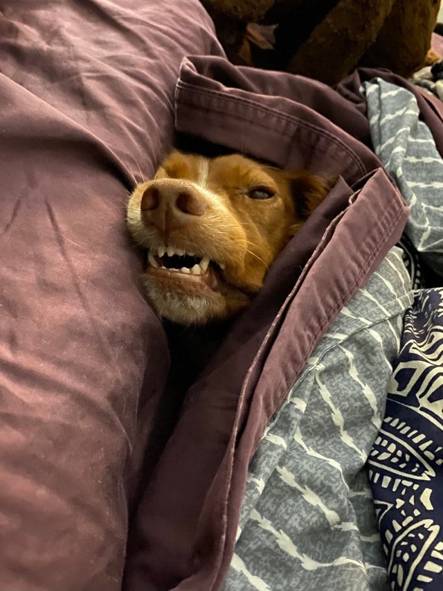 Kurz vor der Abreise zur Arbeit schlief er unter der Bettdecke ein....
