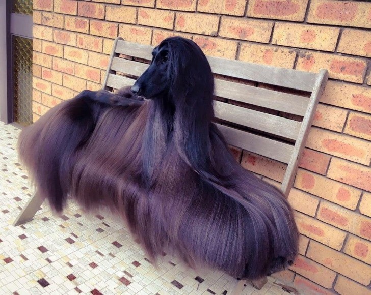 2. Es ist kein Mantel: dieser Hund hat ein schönes langes Fell.