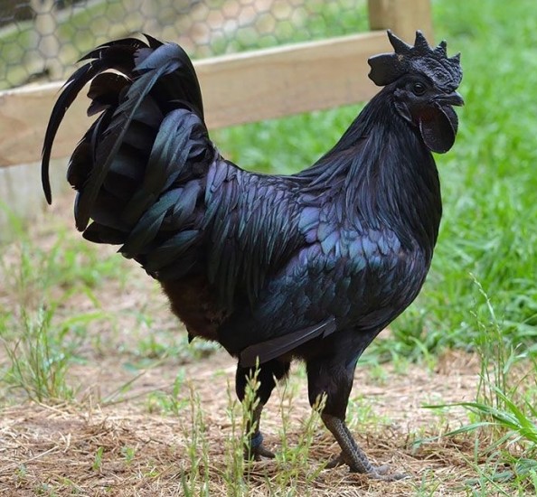 4. Haben Sie schon einmal einen komplett schwarzen Hahn gesehen? Es sieht fast unecht aus, ist es aber nicht.