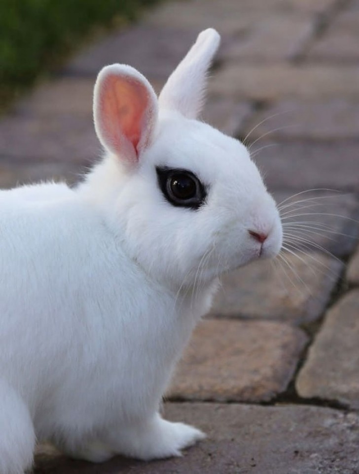 6. Dit konijn lijkt eyeliner te hebben aangebracht.