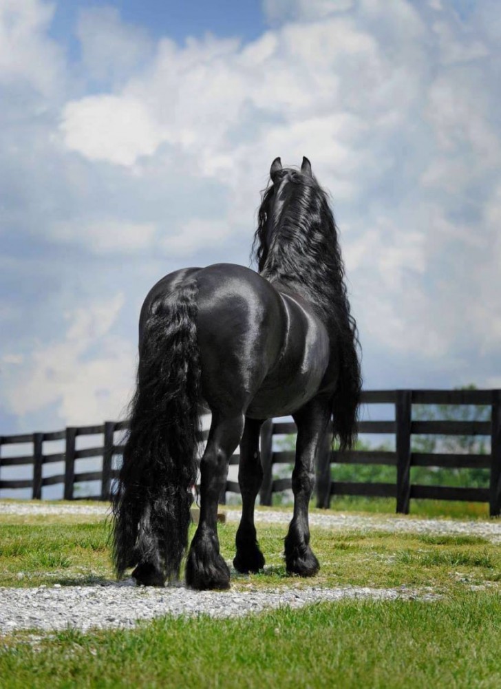 Er sieht aus wie jedes andere Pferd, aber er wird weithin als das schönste Pferd der Welt angesehen. - 1