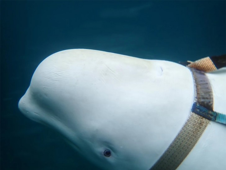 Ihr fällt das Handy ins Wasser, aber ein Belugawal bringt es ihr zurück: das Video der surrealen Szene - 1