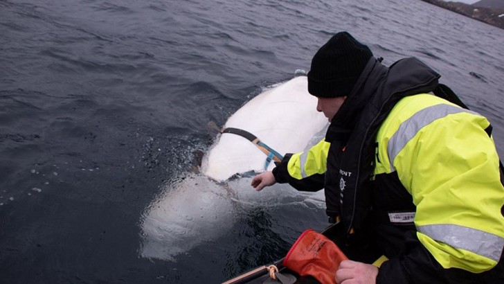 Ihr fällt das Handy ins Wasser, aber ein Belugawal bringt es ihr zurück: das Video der surrealen Szene - 2