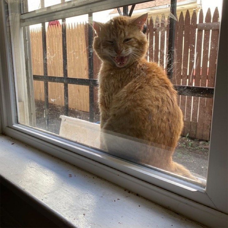 Das Kätzchen ging täglich an dem Mädchen vorbei, indem es sich auf ihr Fensterbrett setzte.