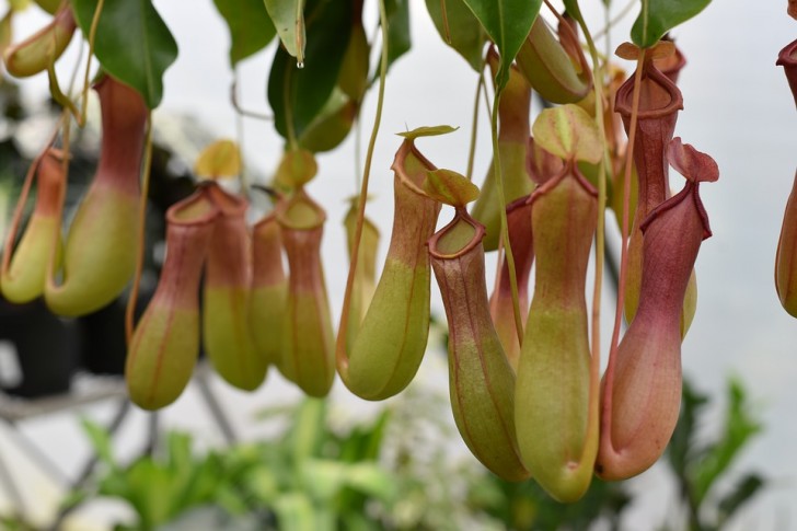 Nepenthes distillatoria (Bekerplant)