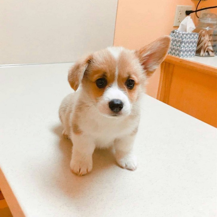 What could this puppy have heard coming from the vet's mouth?