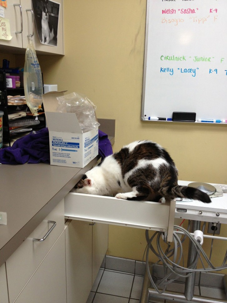 Trying to escape the vet's grip?